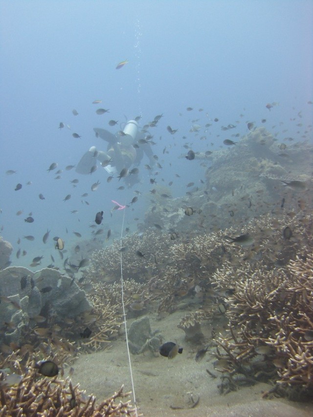 Kevin Lino of the PIFSC Coral Reef Ecosystem Division on June 16 reels out a transect line before he conducts a stationary-point-count survey of reef fishes off the northern coast of Timor-Leste. NOAA photo
