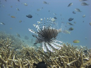 A red lionfish (Pterois volitans) sits motionless above corals of the genus Acropora on a Timor-Leste reef on June 16. NOAA photo
