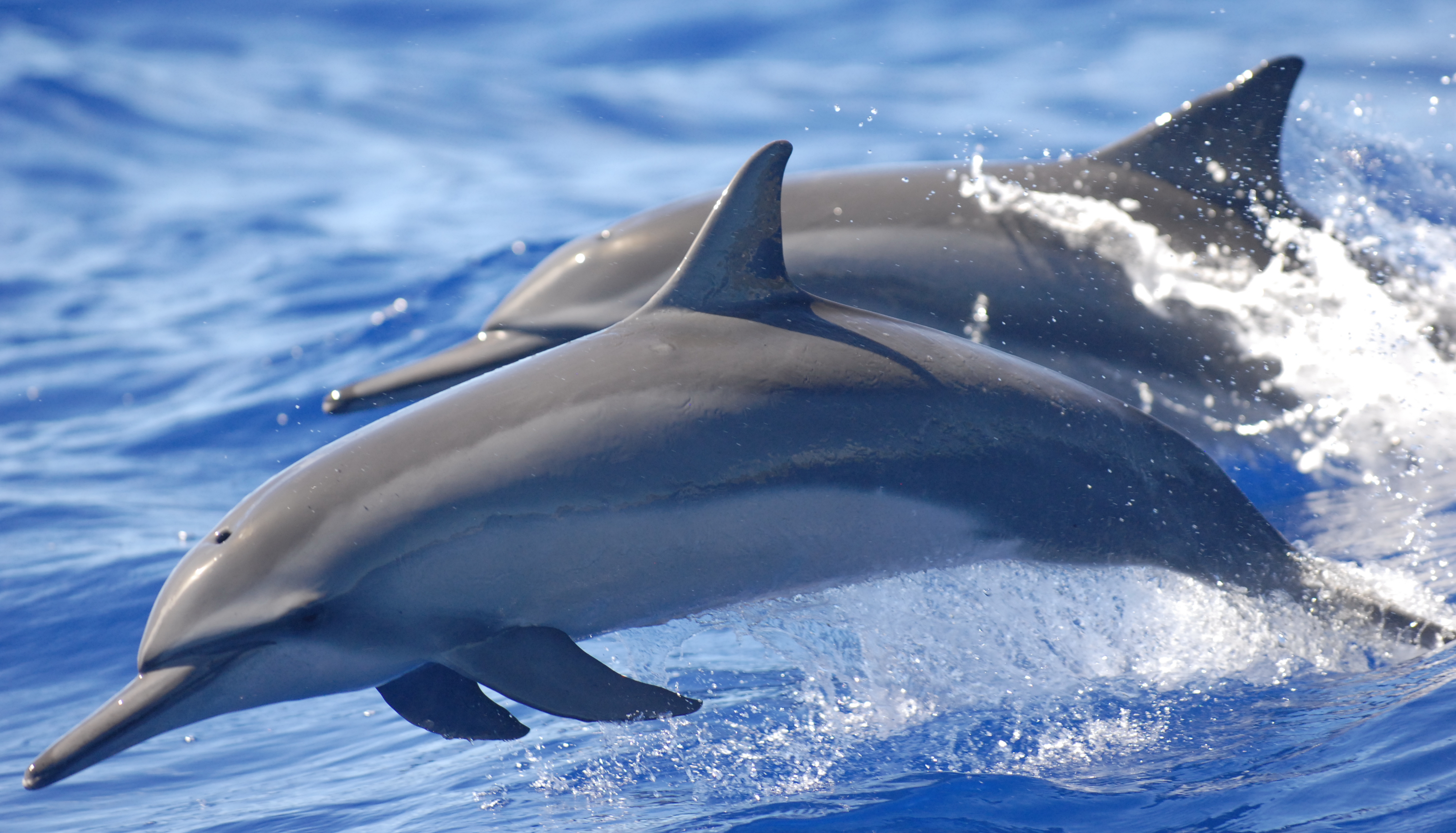 Дельфины над водой без смс