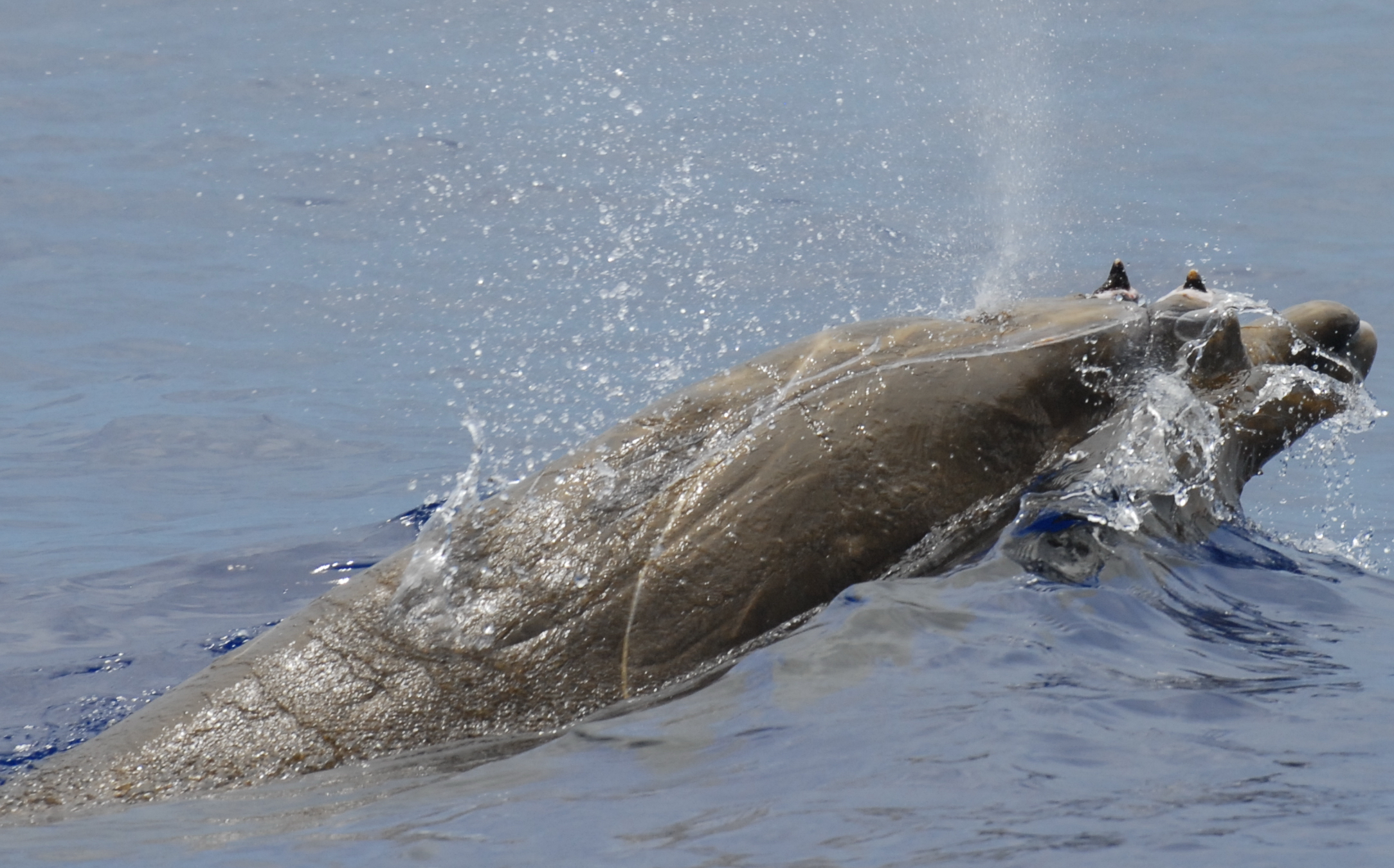 figure-6_blainvilles-beaked-whale.jpg