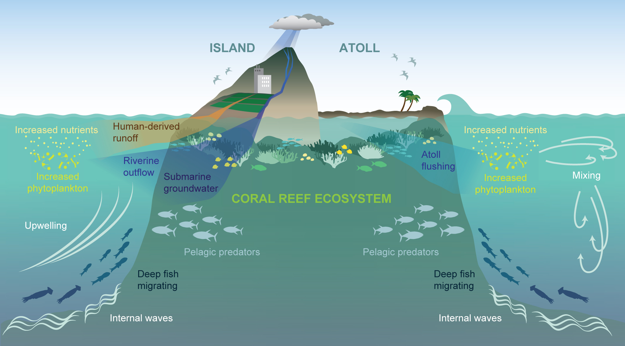 Why Do Coral Reef Ecosystems Thrive In Remote Areas Of The