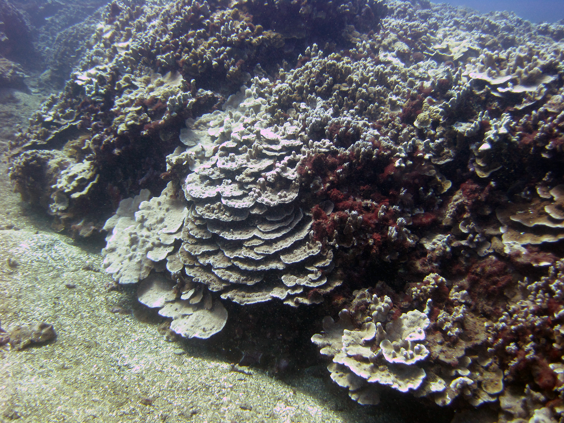 Assessing impacts of coral bleaching: NOAA scientists embar...th survey of coral reef ecosystems in the Hawaiian
Archipelago