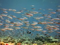A school of dark-banded fusilier (Pterocaesio tile) observed at Jarvis Island in 2015 (Photo: NOAA Fisheries/Andrew E. Gray).