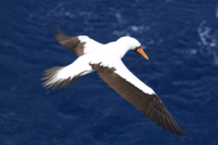An adult male Nazca Booby seen 60 nautical miles north of Nihoa. Photo credit: NOAA Fisheries/Michael Force